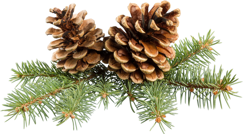 Pine Cone