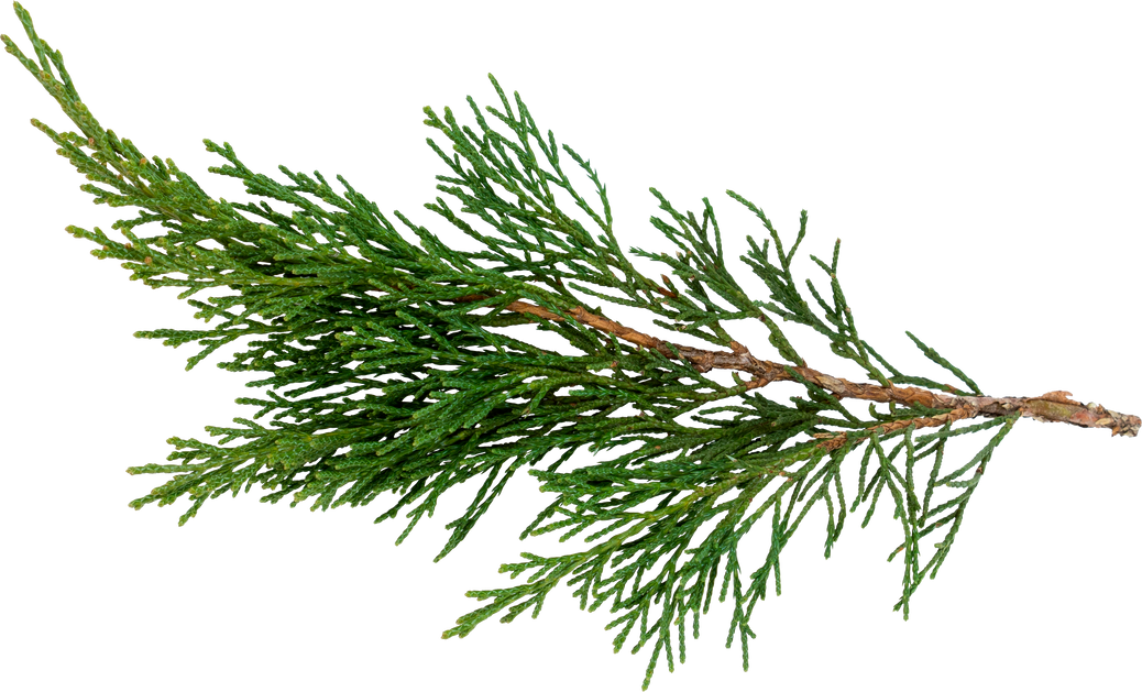 Cypress Twig Cutout