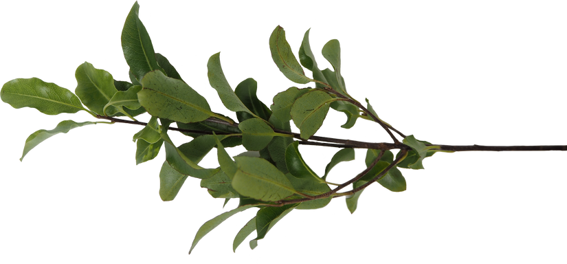 Twig with Green Leaves