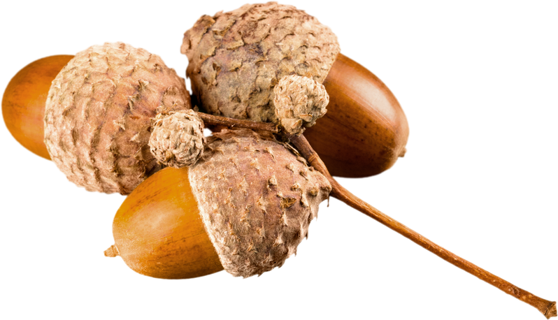 Twig with Acorns - Isolated